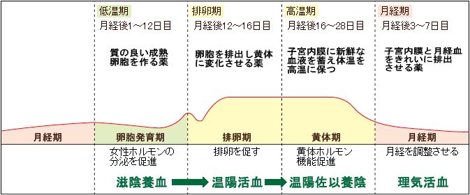 鷺岡式周期療法